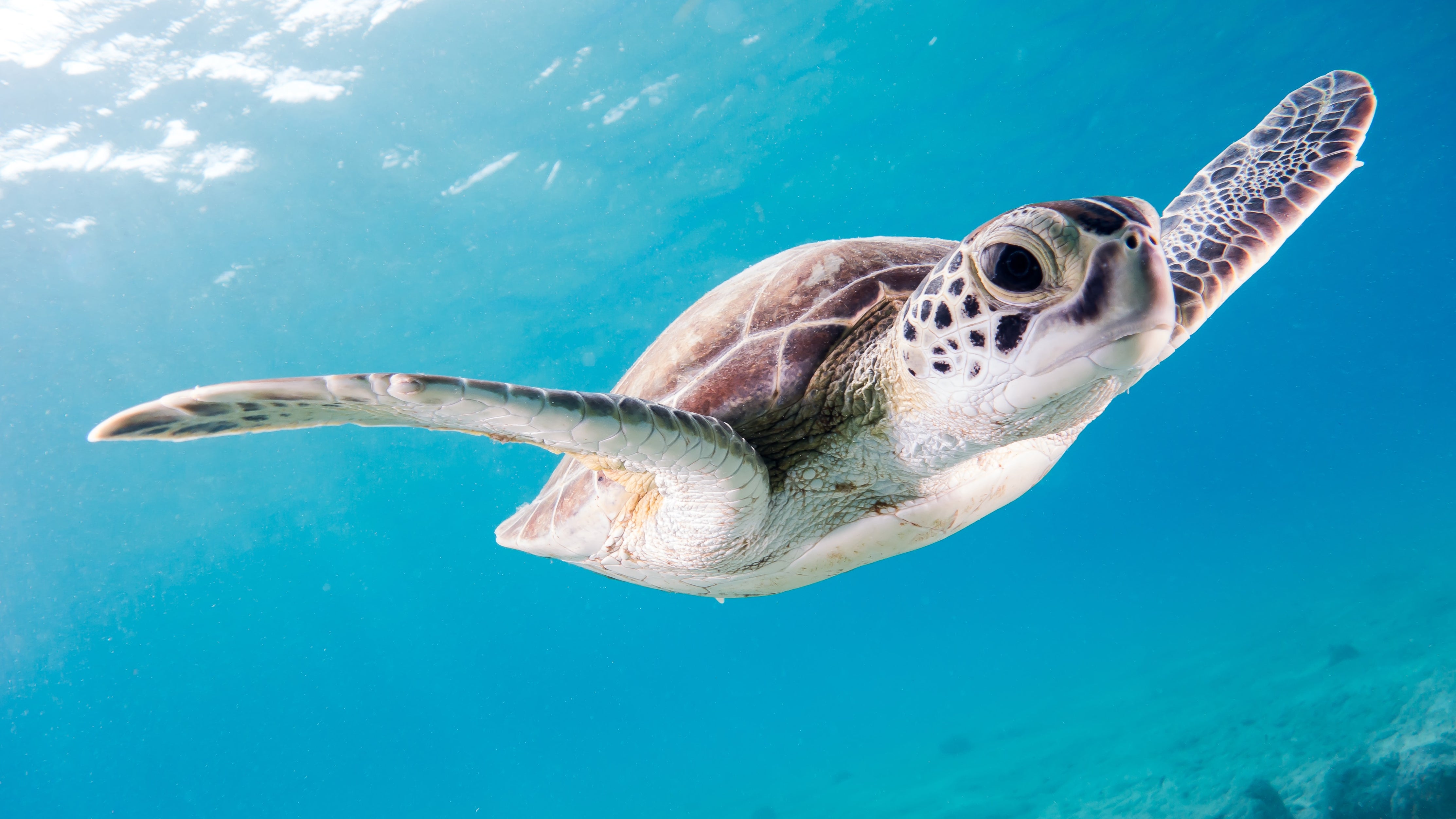 5 Amazing Turtle Facts to Know for World Turtle Day – People4Ocean